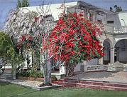 Red Bougainvillea 1992